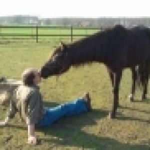 Profielfoto van CMP dagbesteding met paarden